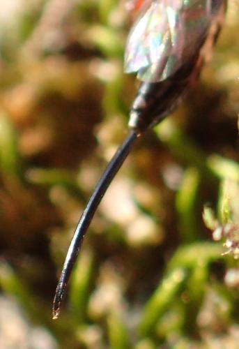 Réf. 271 518 : Tropistes falcatus